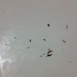 Meet your Posher, Bob